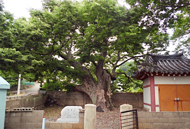 500살 된 느티나무